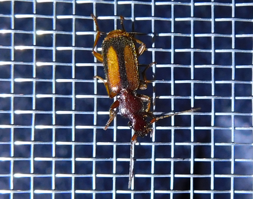 Polistichus connexus - barna sutafutó