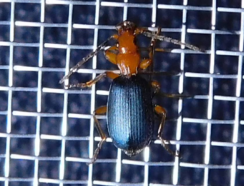 Brachinus nigricornis - feketelábú pöfögőfutó