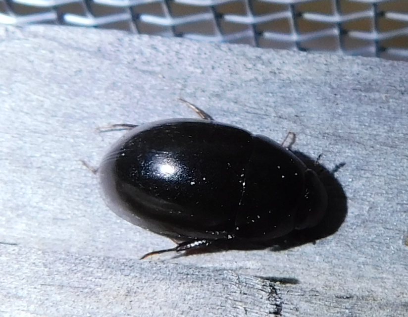 Limnoxenus niger - fekete csibor