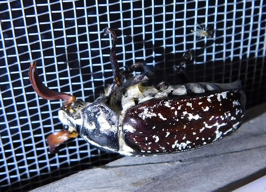 Polyphylla fullo - csapó cserebogár
