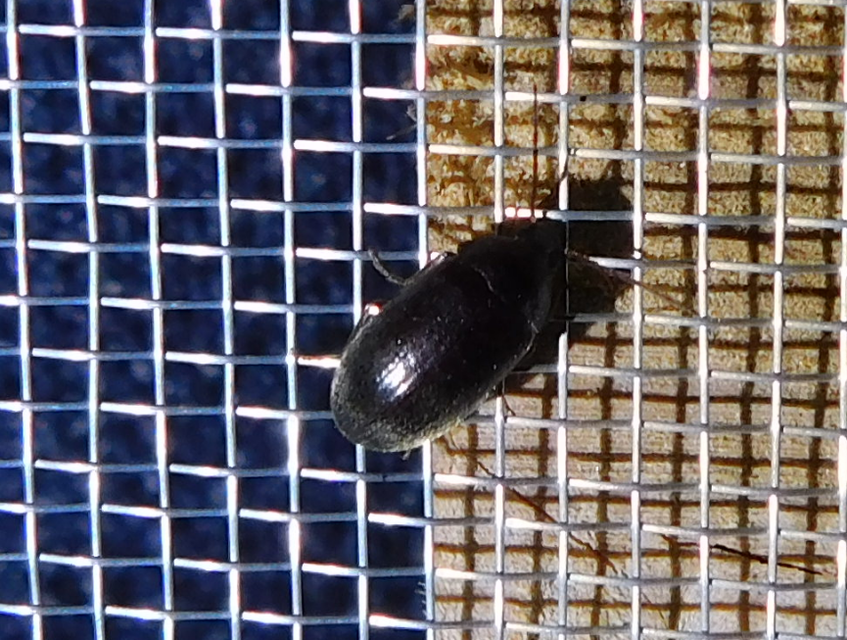 Hymenalia rufipes - rőtlábú alkonybogár