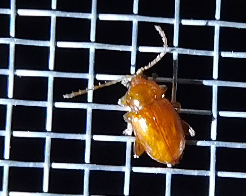 Neocrepidodera