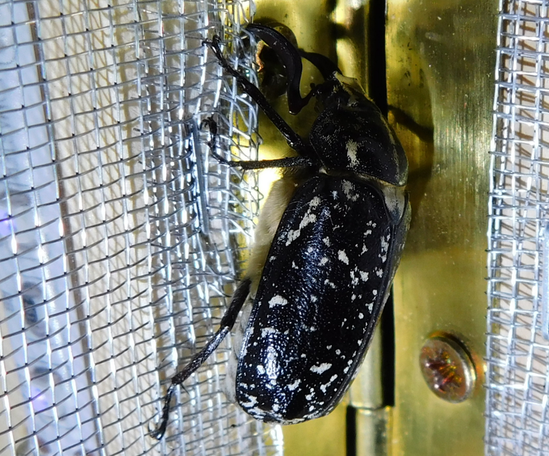 Polyphylla fullo - csapó cserebogár