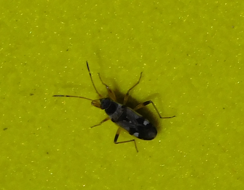 Beosus maritimus - homoki bodobács