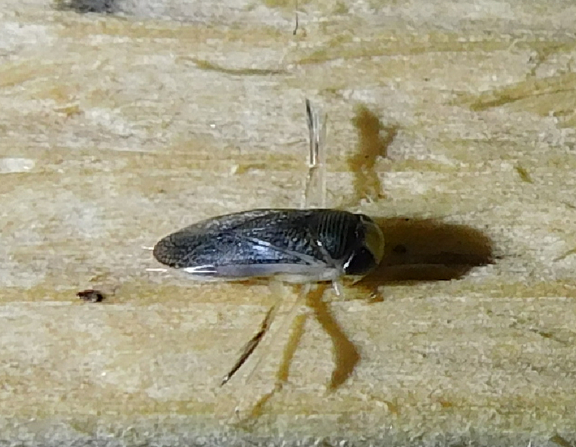 Corixidae - búvárpoloskák Corixidae - búvárpoloskák