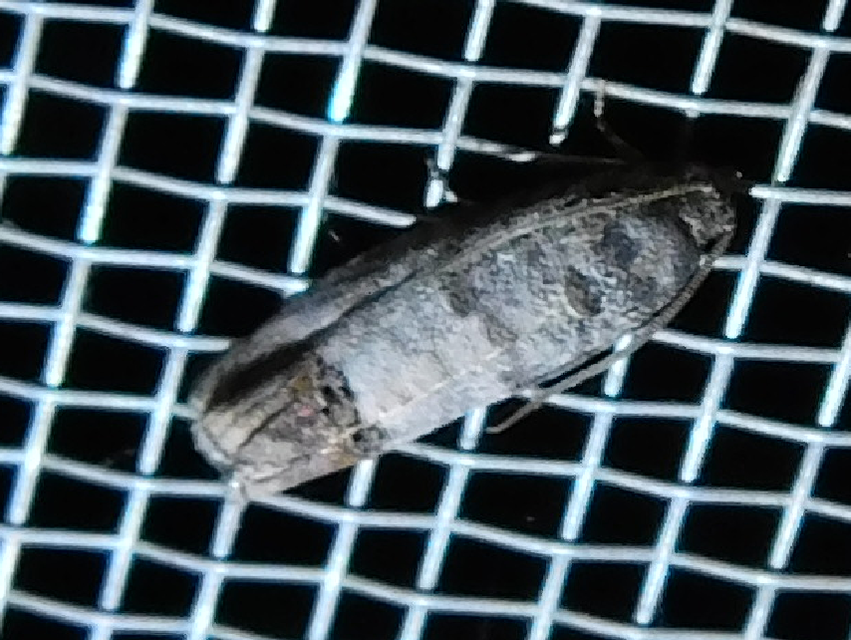 Cydia pomonella/pyrivora