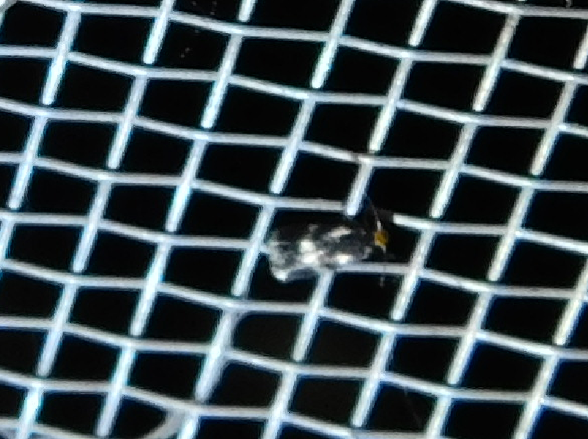 Nepticulidae - törpemolyfélék