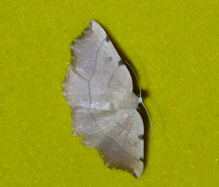 háromjegyű araszoló - Eilicrinia trinotata