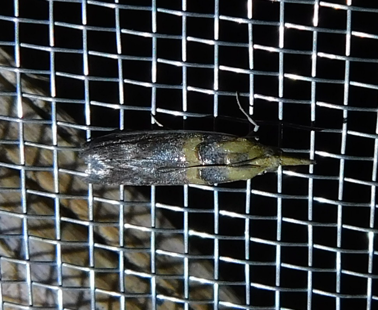 Etiella zinckenella - akácmoly