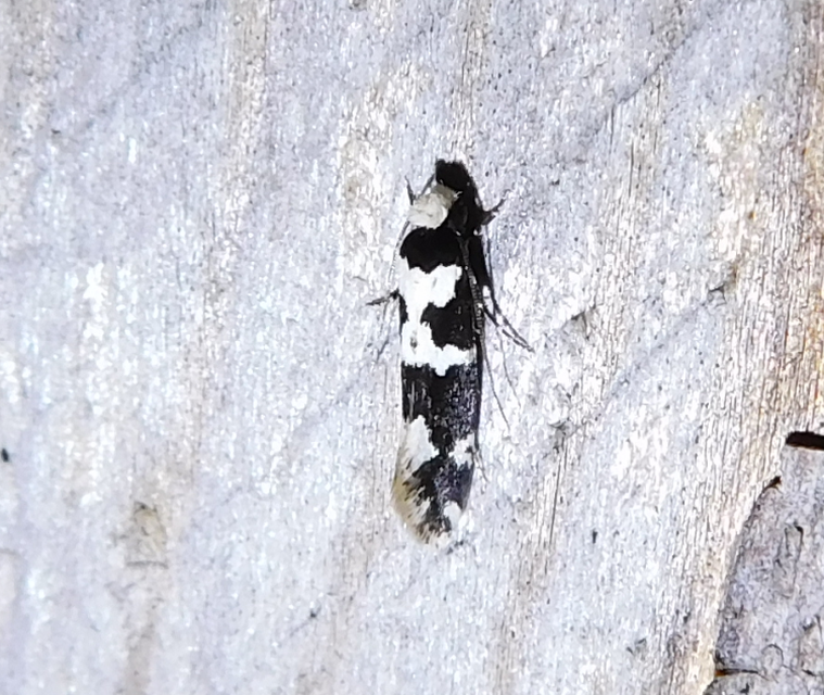 Neurothaumasia ankerella - magyarmoly