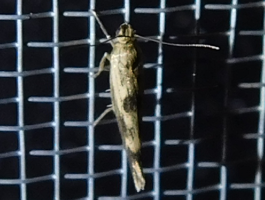 parajfonó zöldmoly - Scythris limbella