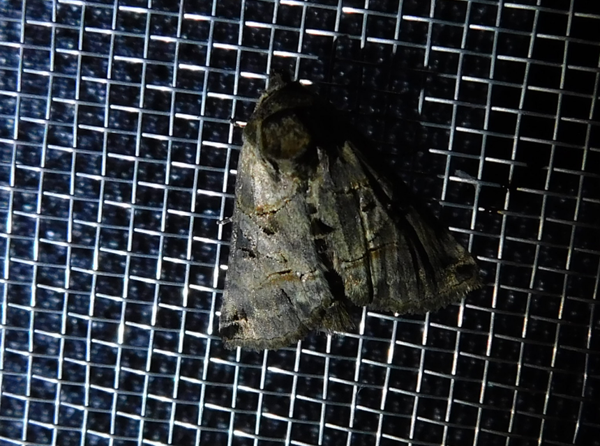 Abrostola tripartita - szürkeövű csalánbagoly