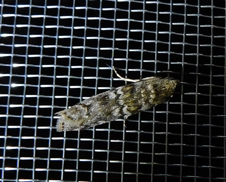 Dioryctria
