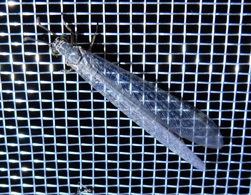 Myrmeleon