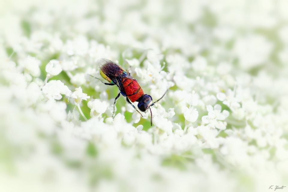 Chrysis viridula