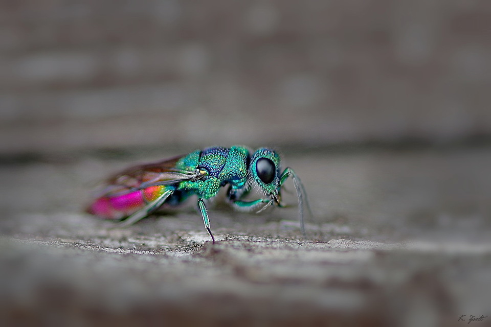 Chrysis subsinuata