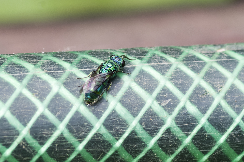 Trichrysis cyanea