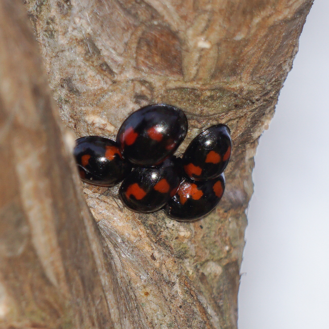 Exochomus quadripustulatus - négyfoltos szerecsenkata