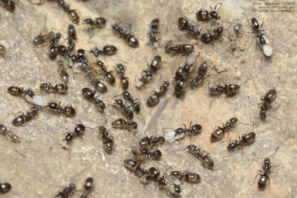 Tapinoma erraticum - kóborhangya