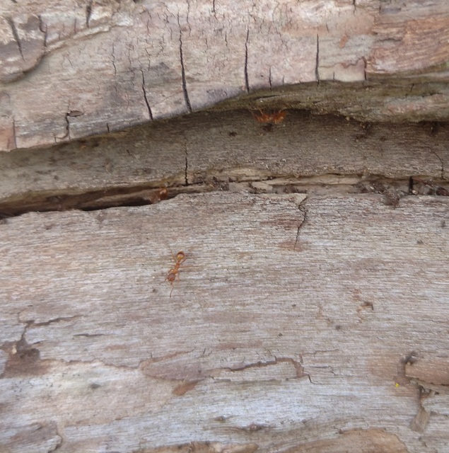 Myrmica rubra - közönséges bütyköshangya