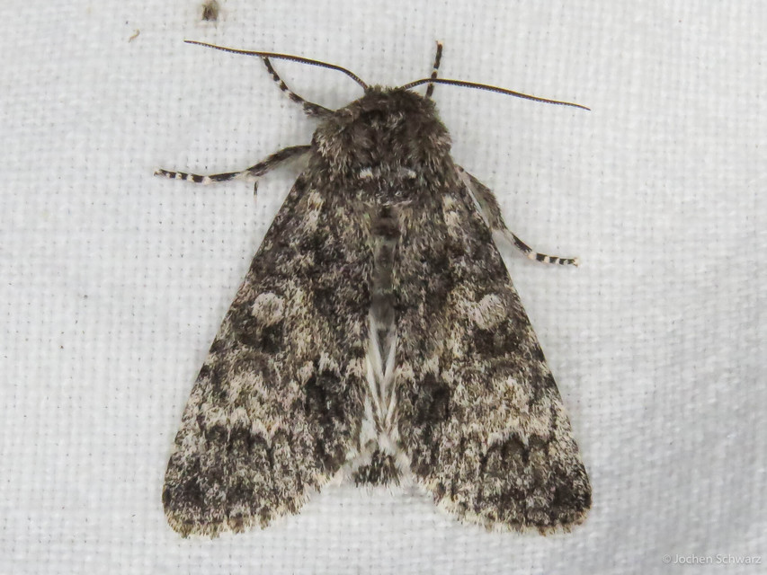 Acronicta megacephala - nagyfejű szigonyosbagoly