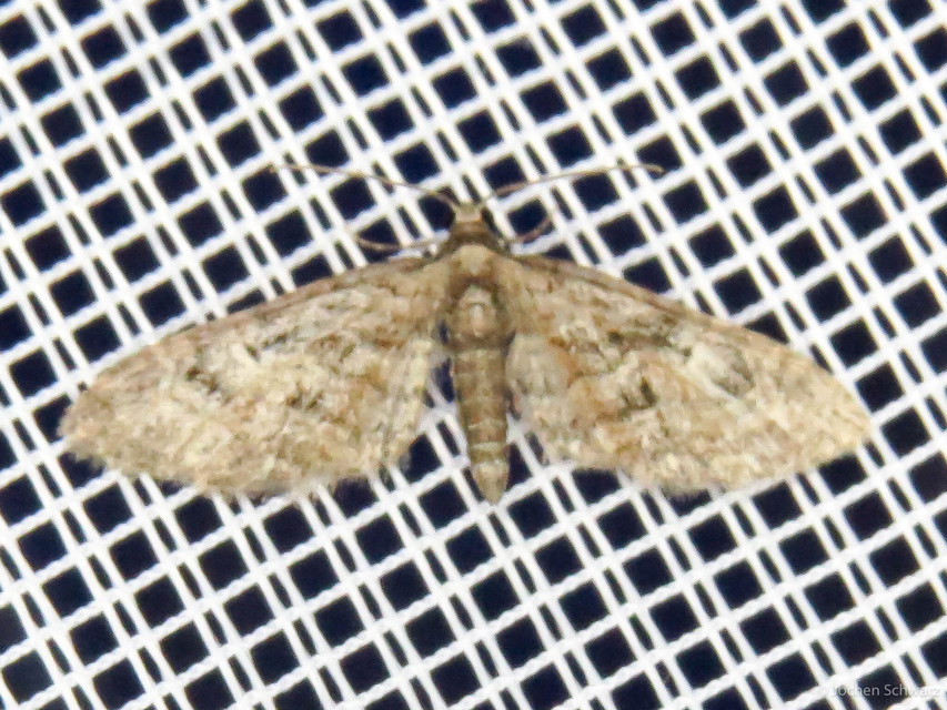 Eupithecia abbreviata - korai törpearaszoló
