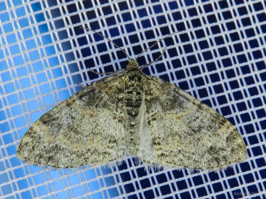 Lobophora halterata - szárnyfüggelékes araszoló