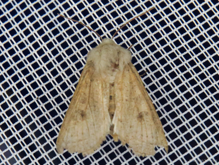 Orthosia gracilis - karcsú barkabagoly