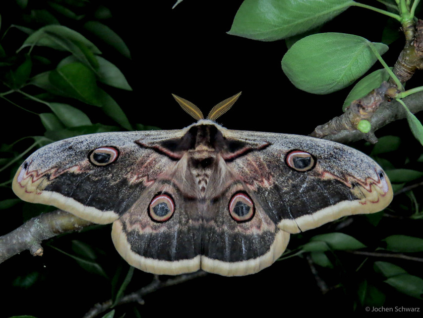 Saturnia pyri - nagy pávaszem