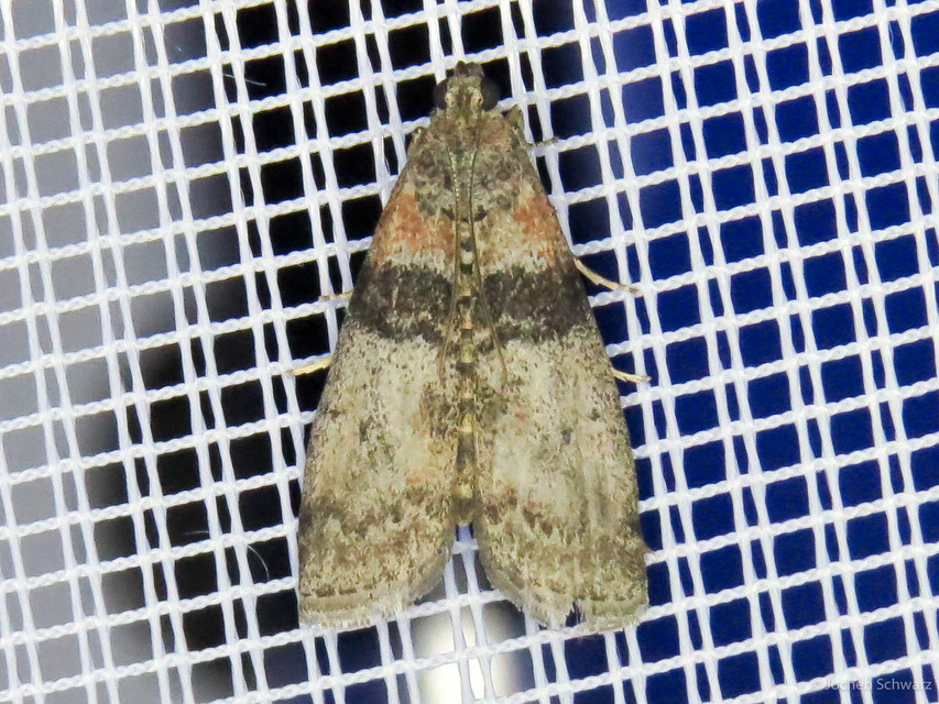 Sciota