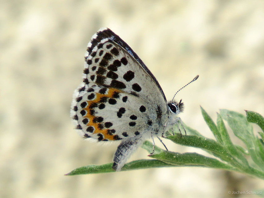 Scolitantides orion - szemes boglárka