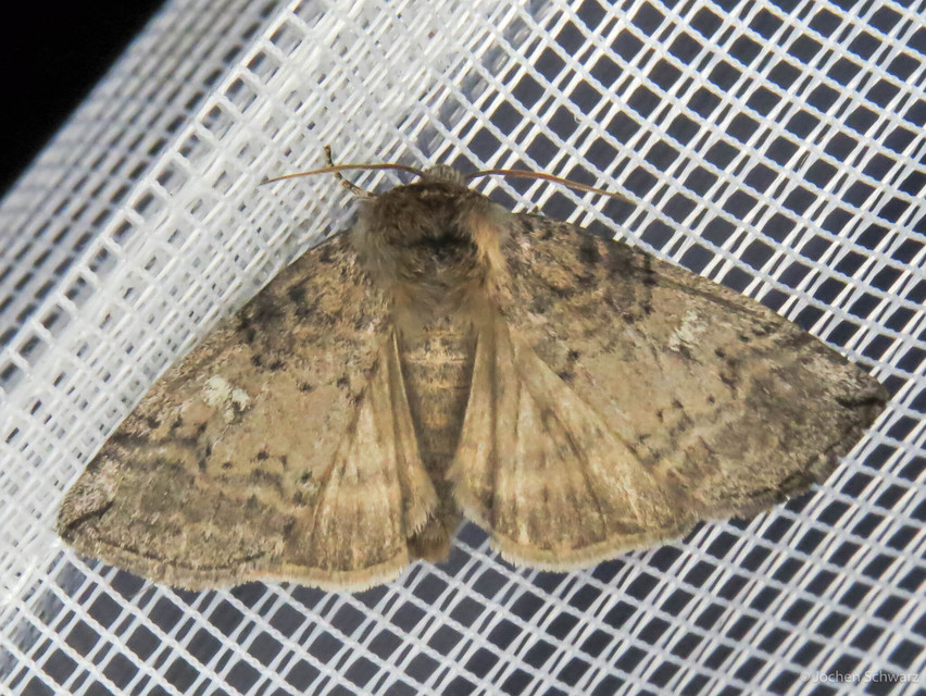 Tethea or - bélyeges pihésszövő