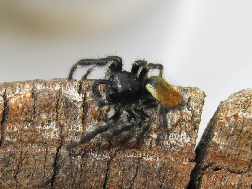 Carrhotus xanthogramma - rozsdás ugrópók