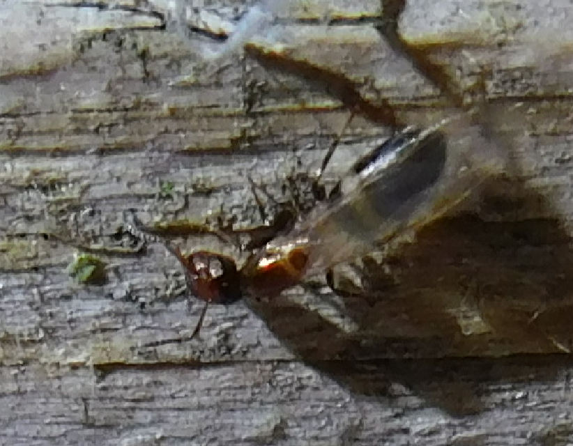Colobopsis truncata - kapushangya