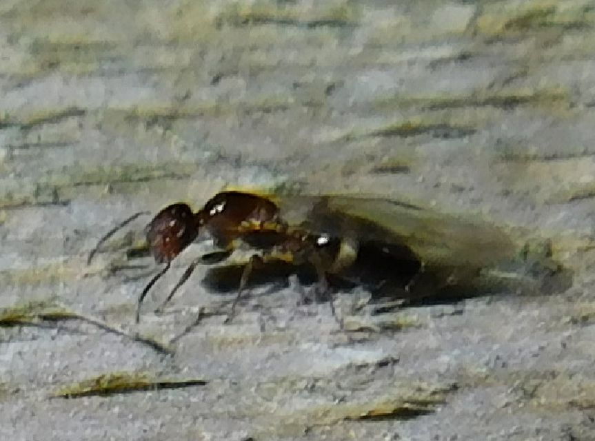 Colobopsis truncata - kapushangya