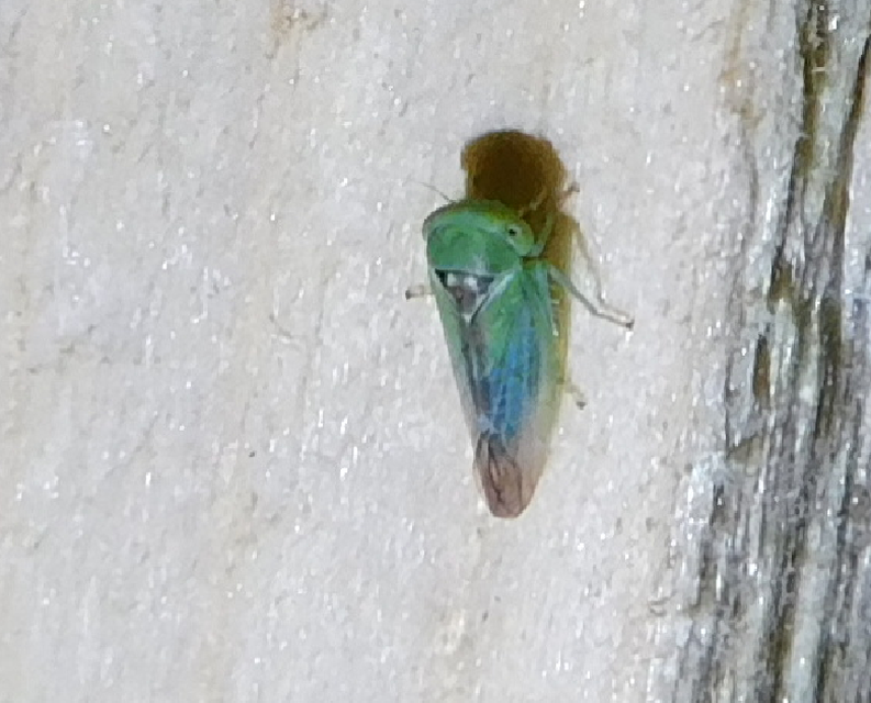 Viridicerus ustulatus