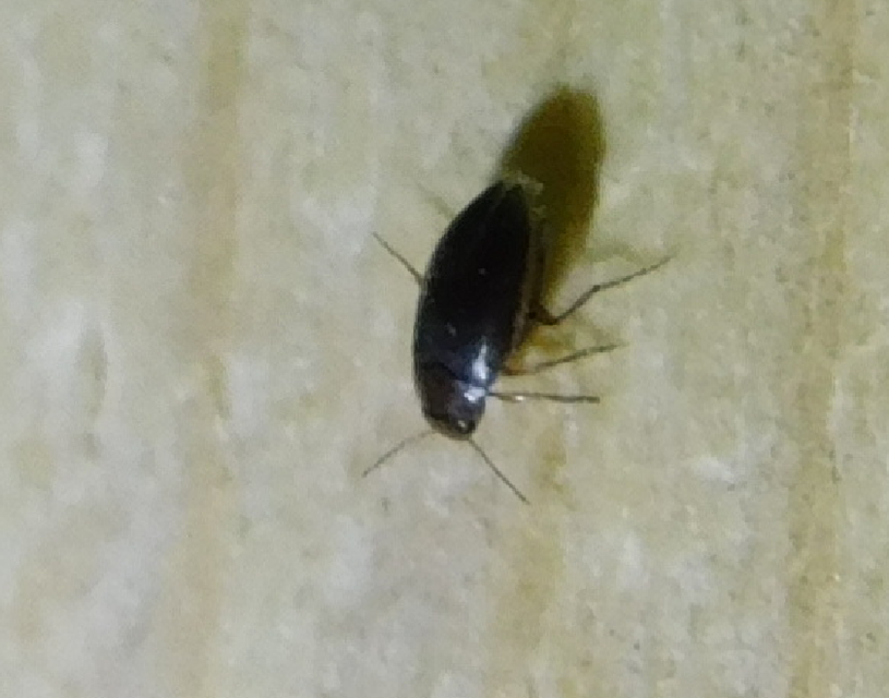 Hydroporus angustatus - karcsú kiscsíkbogár