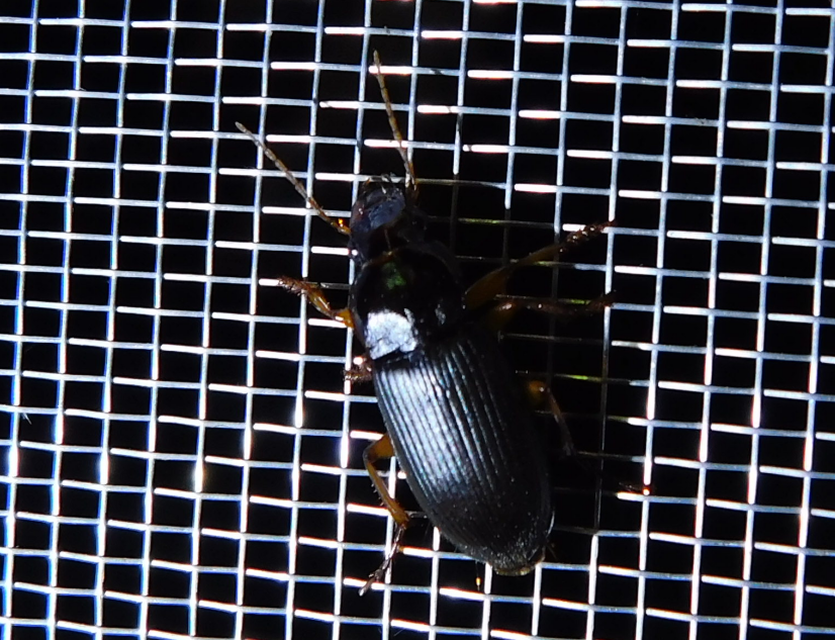 Harpalus griseus - kis selymesfutó