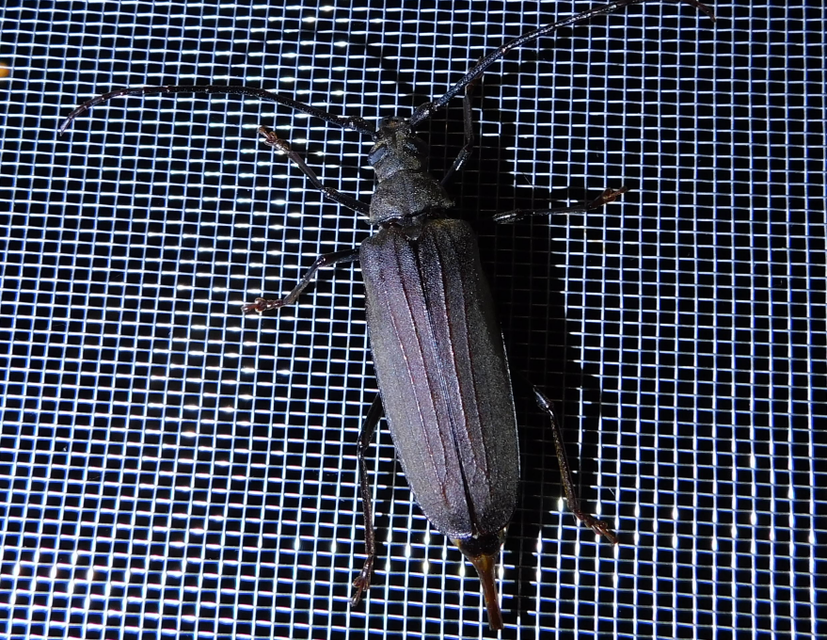 Aegosoma scabricorne - diófacincér