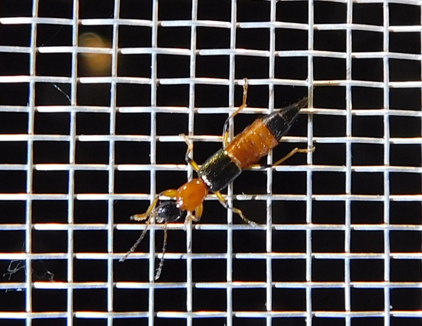 Paederus