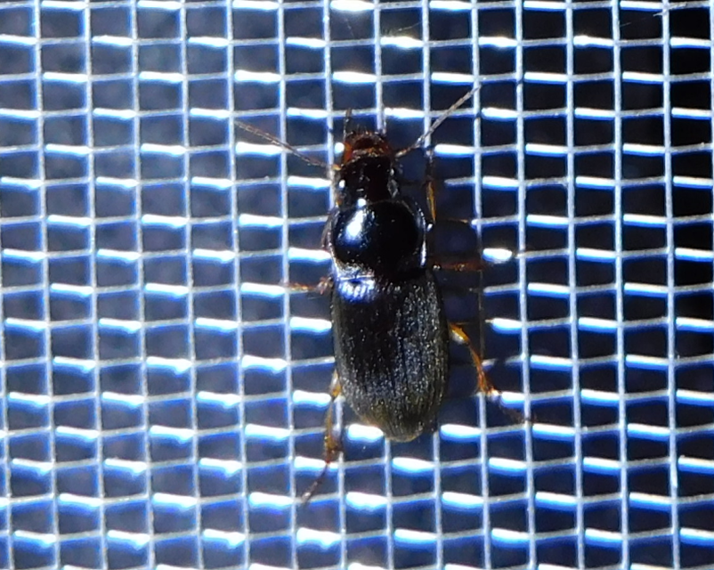 Harpalus griseus - kis selymesfutó