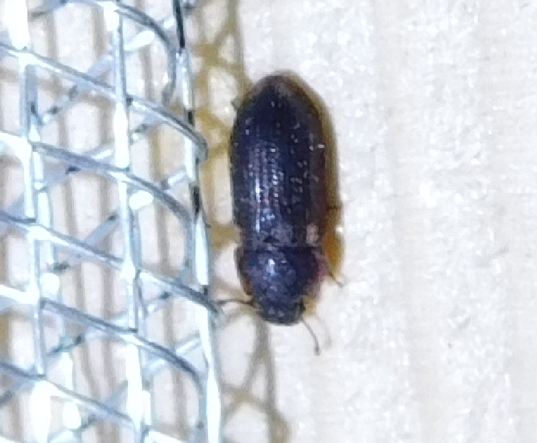 Colobicus hirtus - szegélyes héjbogár