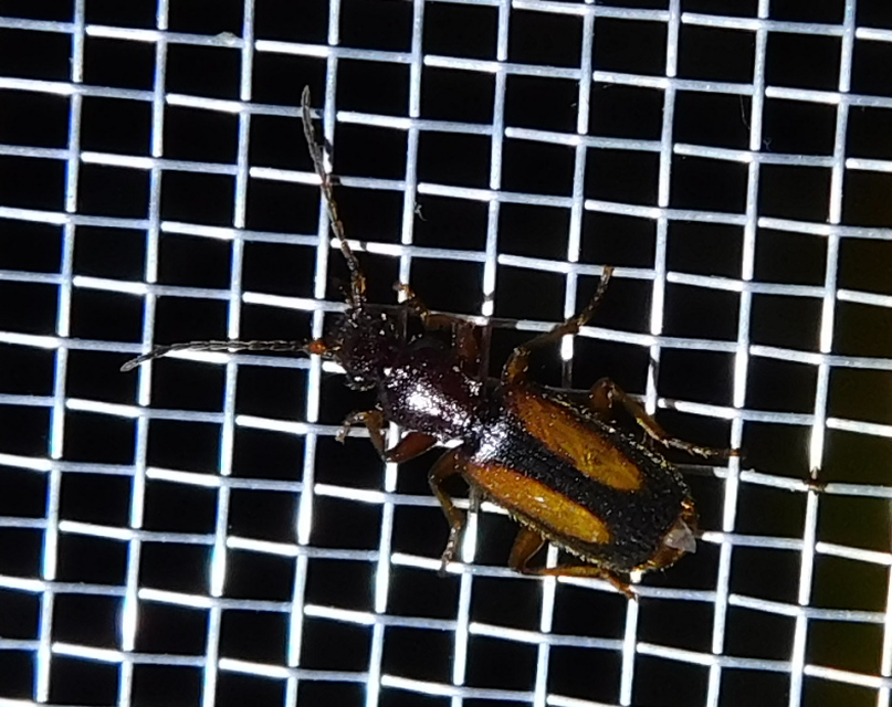 Polistichus connexus - barna sutafutó