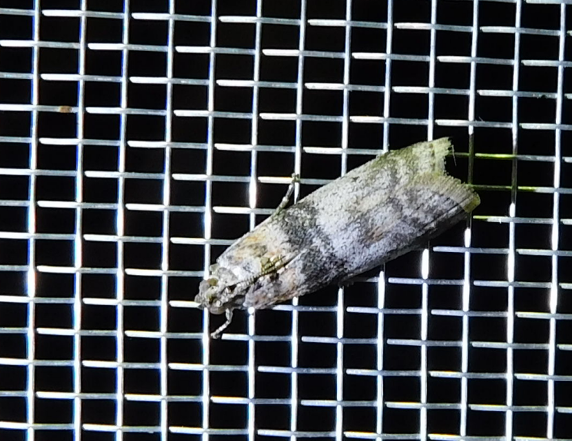 Sciota