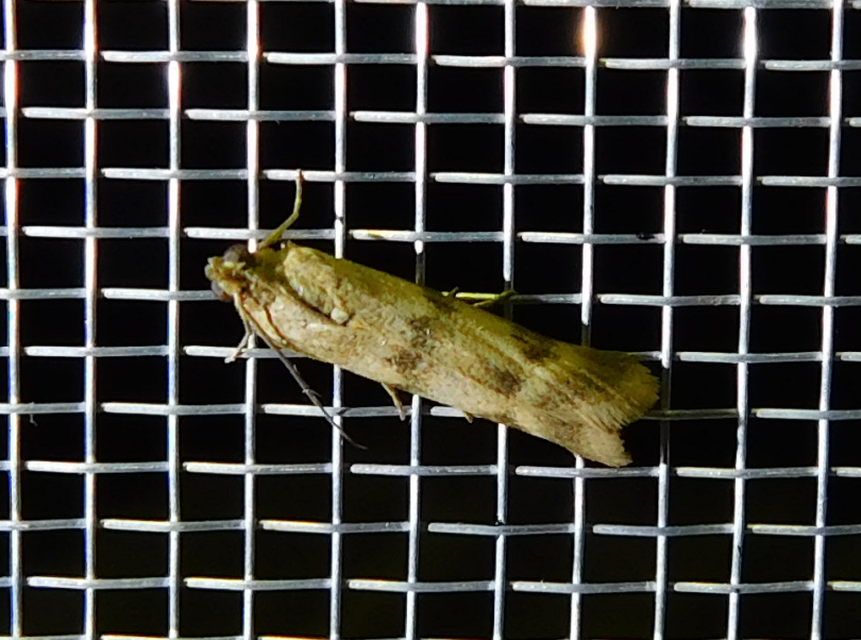 agyagsárga karcsúmoly - Homoeosoma sinuella