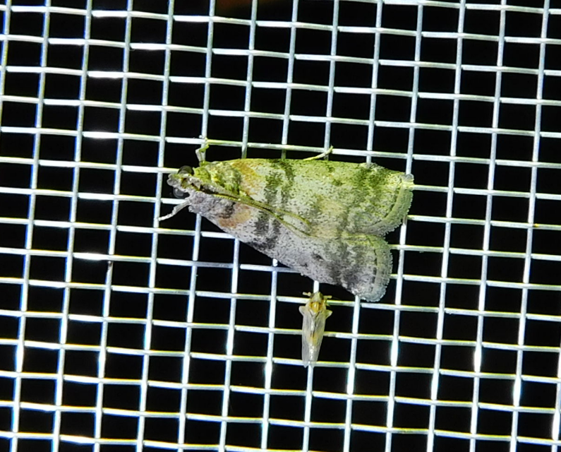Sciota