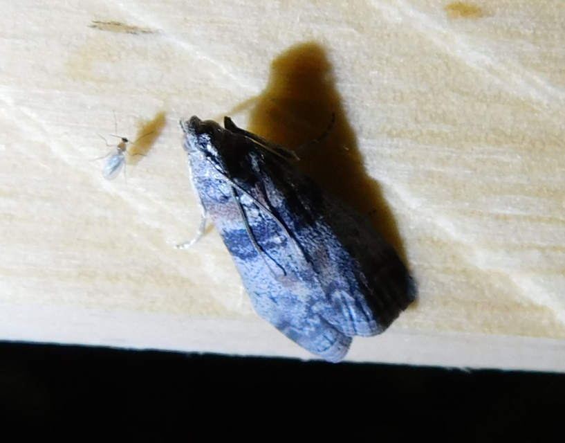 Sciota