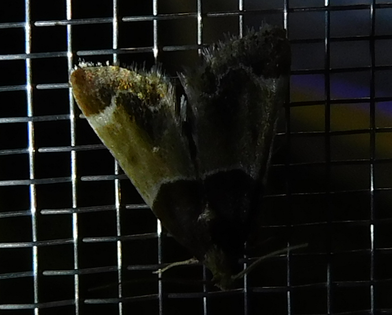 Pyralis farinalis - lisztilonca