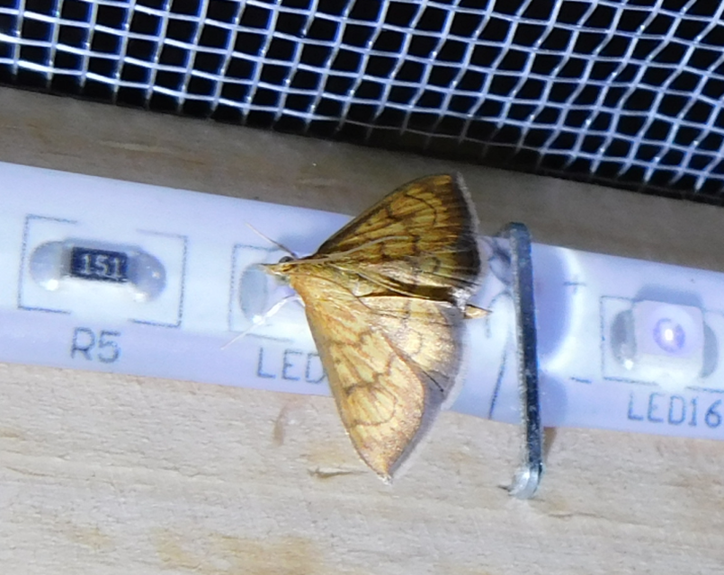 Ecpyrrhorrhoe rubiginalis - rozsdavörös tűzmoly