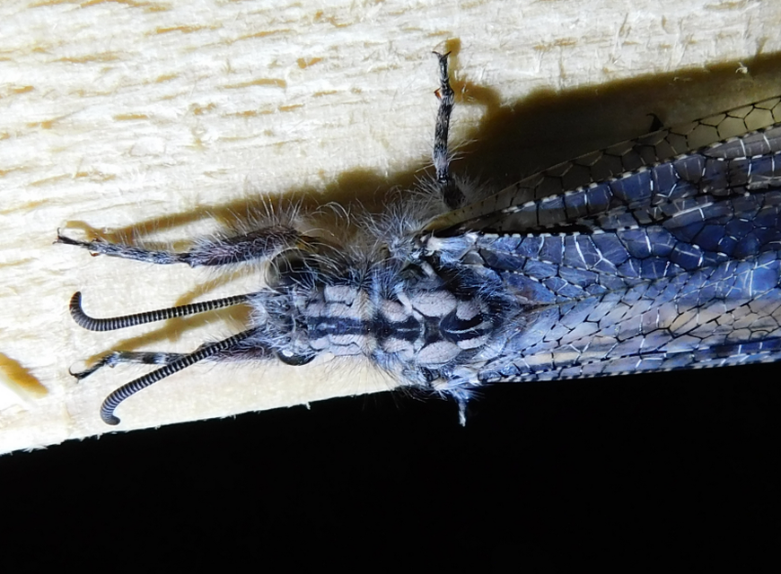 Acanthaclisis occitanica - pusztai hangyaleső